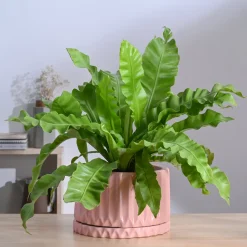 Fleeting Bliss Ceramic Planter