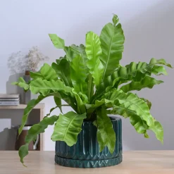 Fleeting Bliss Ceramic Planter