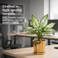 Fluted ceramic pot- 5 inch