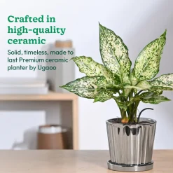 Fluted ceramic pot- 5 inch