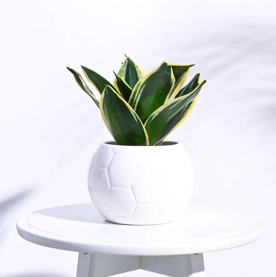 Football Ceramic Pot (5.3 Inch Diameter)