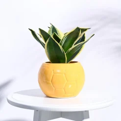 Football Ceramic Pot (5.3 Inch Diameter)