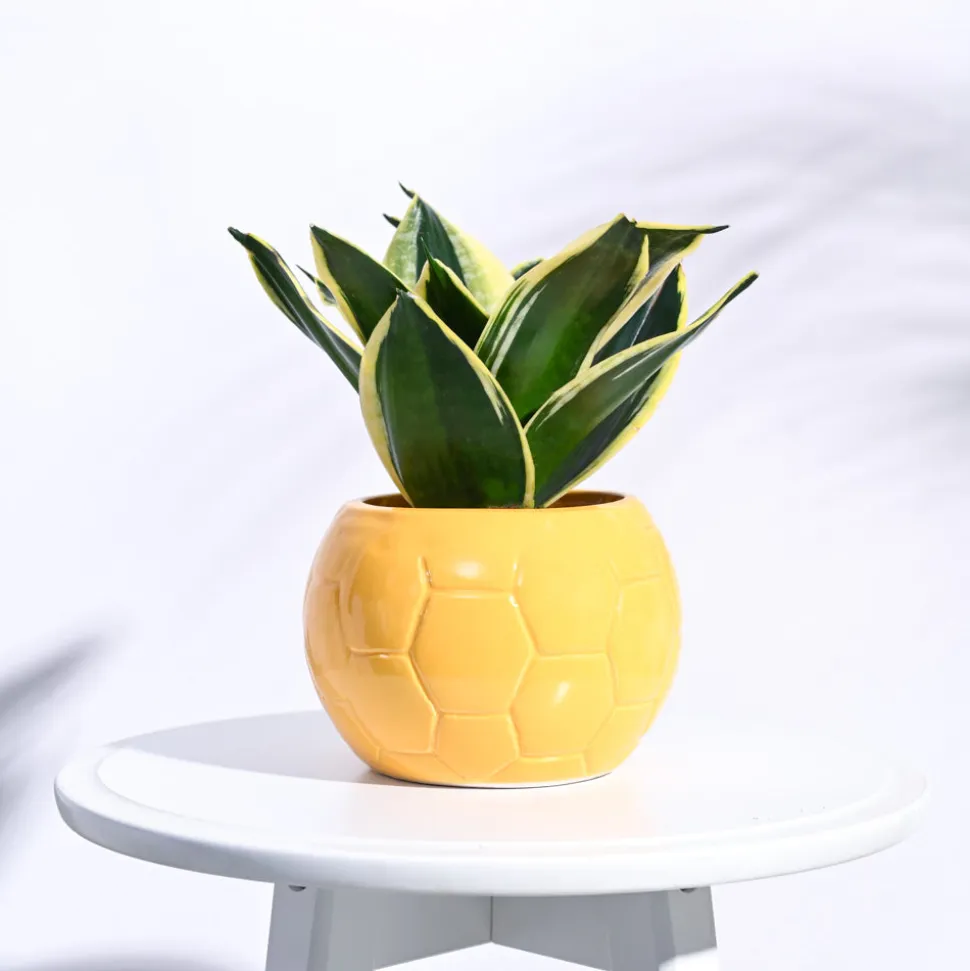 Football Ceramic Pot (5.3 Inch Diameter)
