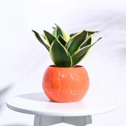 Football Ceramic Pot (5.3 Inch Diameter)