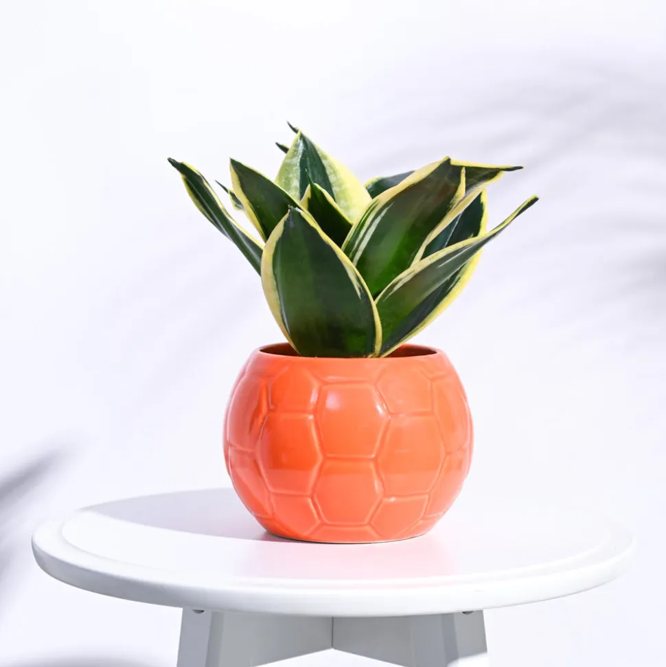 Football Ceramic Pot (5.3 Inch Diameter)