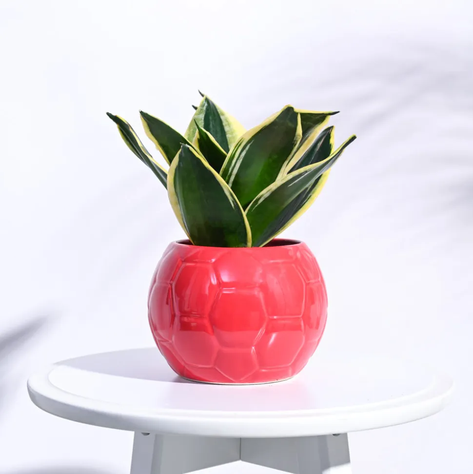 Football Ceramic Pot (5.3 Inch Diameter)