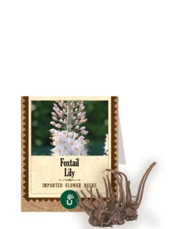 Foxtail Bulbs