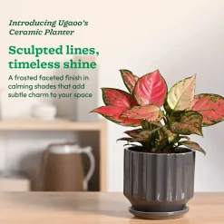 Frosted Ceramic Pot