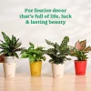 Ganapati Decor - Bundle of Plants