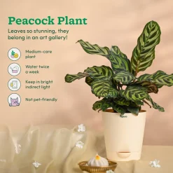 Ganapati Decor - Bundle of Plants