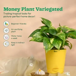 Ganapati Decor - Bundle of Plants