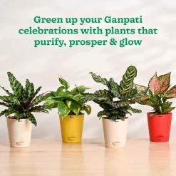 Ganapati Decor - Bundle of Plants