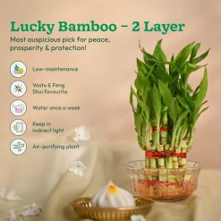 Ganapati Decor - Set of Plants