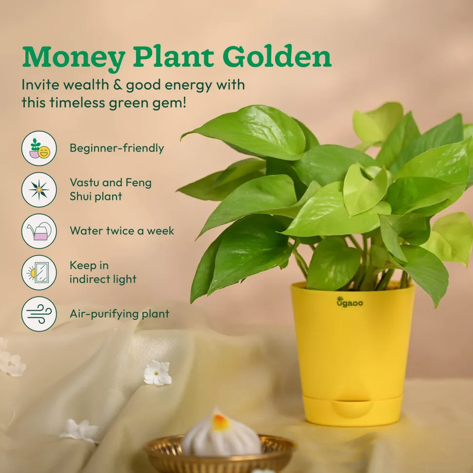 Ganapati Decor - Set of Plants