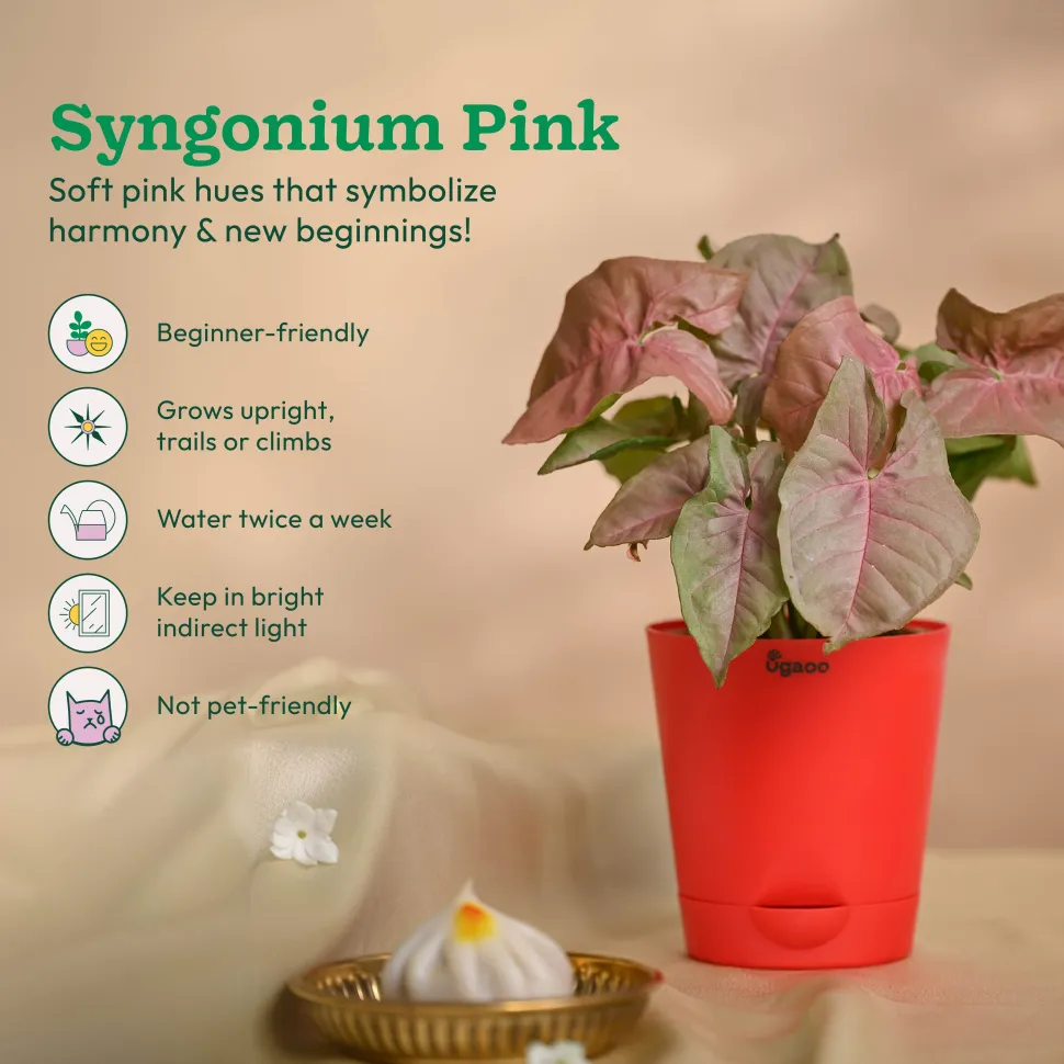 Ganapati Decor - Set of Plants
