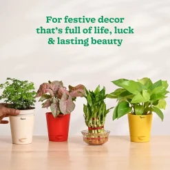 Ganapati Decor - Set of Plants