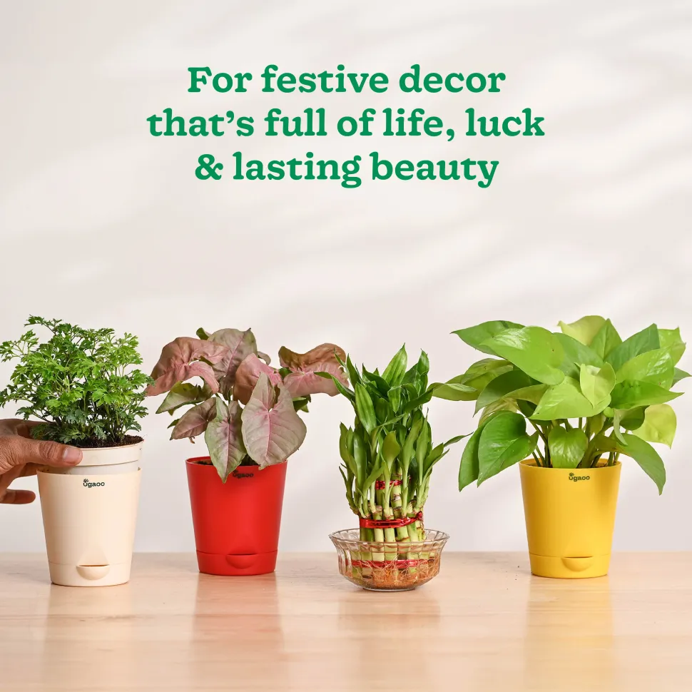 Ganapati Decor - Set of Plants