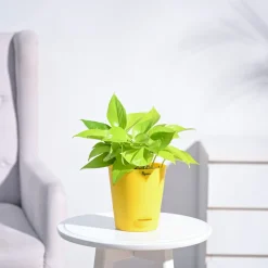 Ganpati Decor Plant Bundle