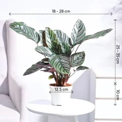 Ganpati Decor Plant Bundle