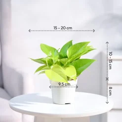 Ganpati Decor Plant Bundle