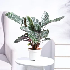 Ganpati Decor Plant Bundle