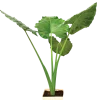 Giant Taro - XL