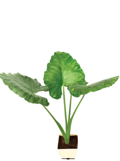 Giant Taro - XL