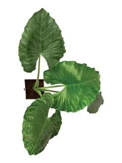 Giant Taro - XL