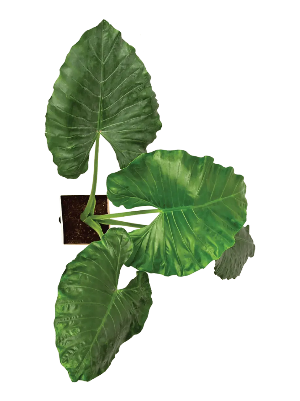 Giant Taro - XL