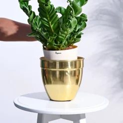 Golden Opulence Planter