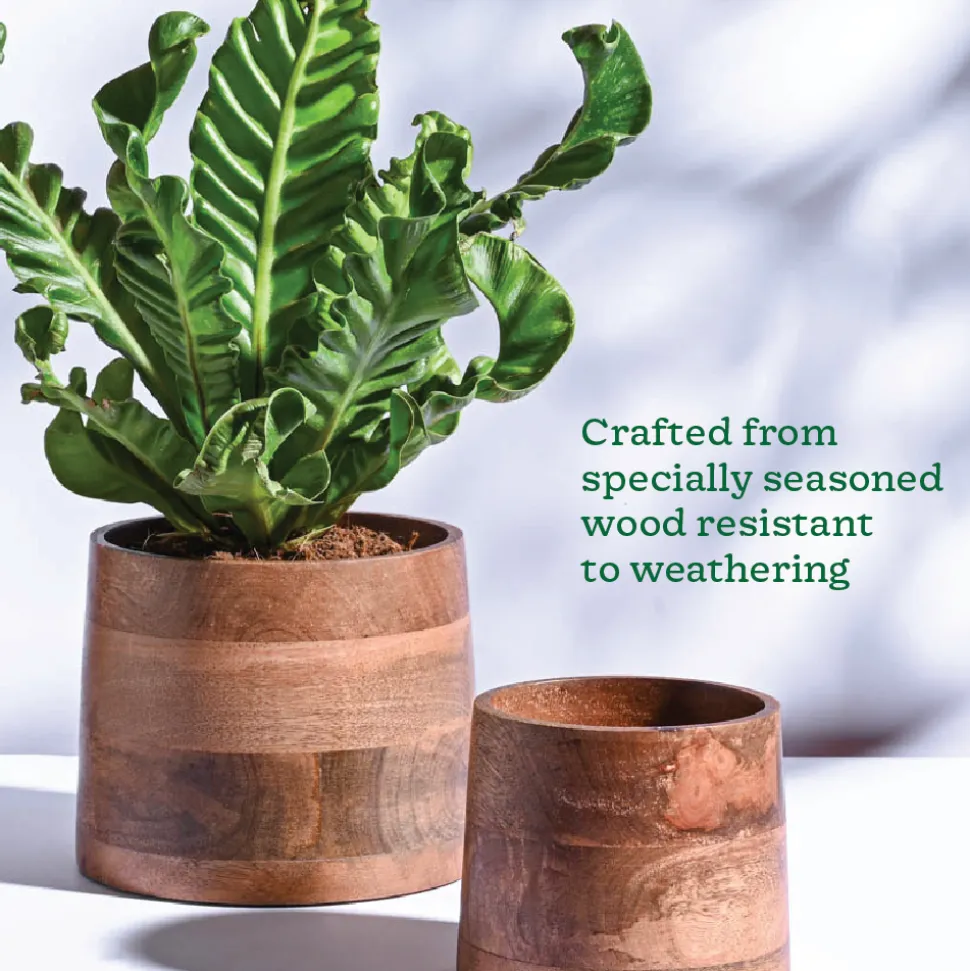 Gradient Wooden Planter - Set of 2