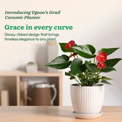 Grail Ceramic Pot