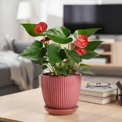 Grail Ceramic Pot