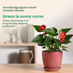 Grail Ceramic Pot