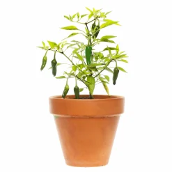 Green Chilli Seeds