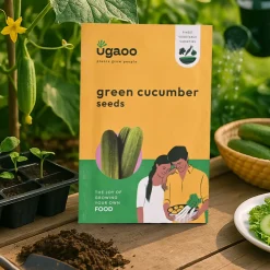 Green Cucumber Seeds (Long)