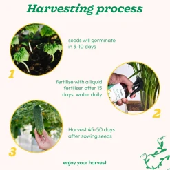 Green Cucumber Seeds (Long)