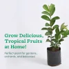 Guava Plant with Grow Bag