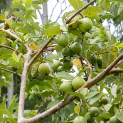 Guava Plant with Grow Bag