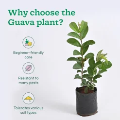 Guava Plant with Grow Bag
