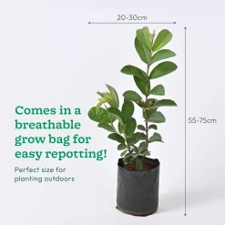 Guava Plant with Grow Bag