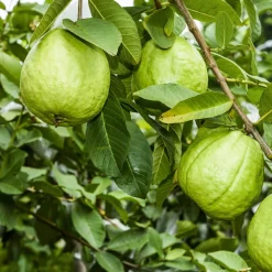 Guava Plant with Grow Bag