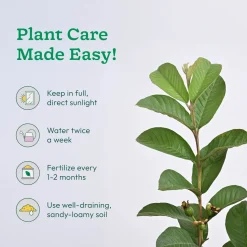 Guava Plant with Grow Bag