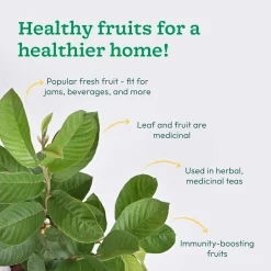 Guava Plant with Grow Bag