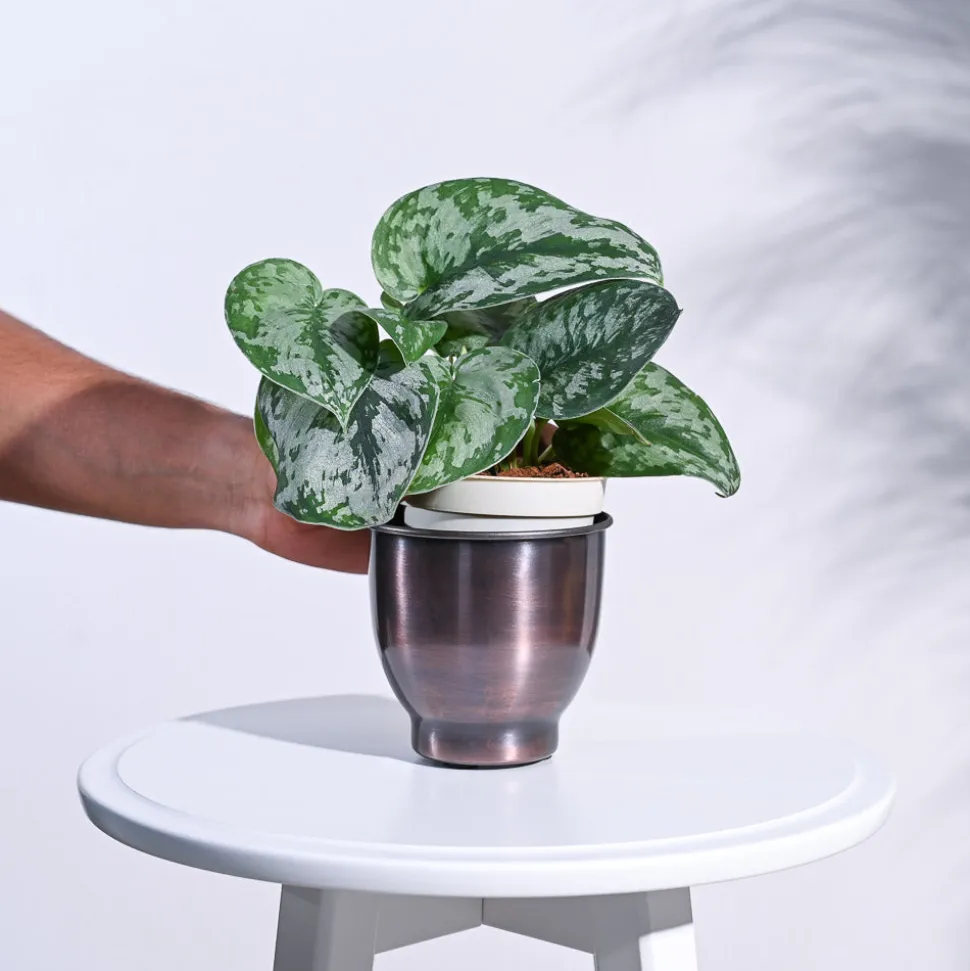 Gunmetal Goblet Planter