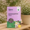 Gypsophila Seeds