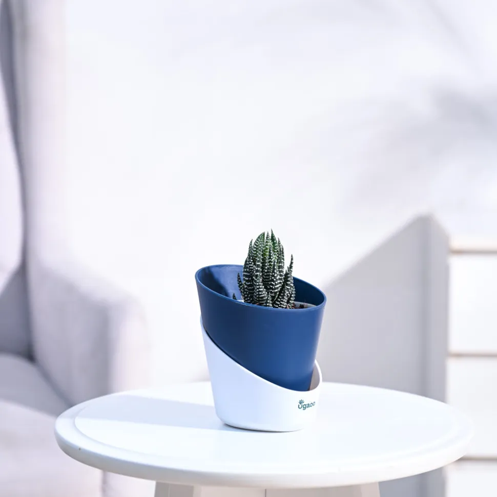 Haworthia Coarctata Plant