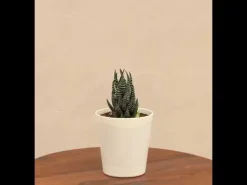 Haworthia Coarctata Plant