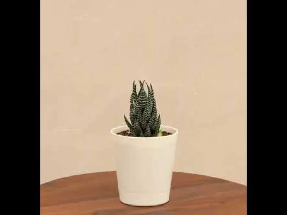 Haworthia Coarctata Plant