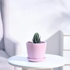 Haworthia Coarctata Plant